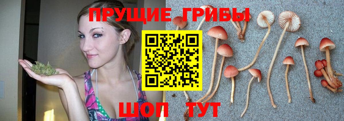 Псилоцибиновые грибы мицелий Петровск